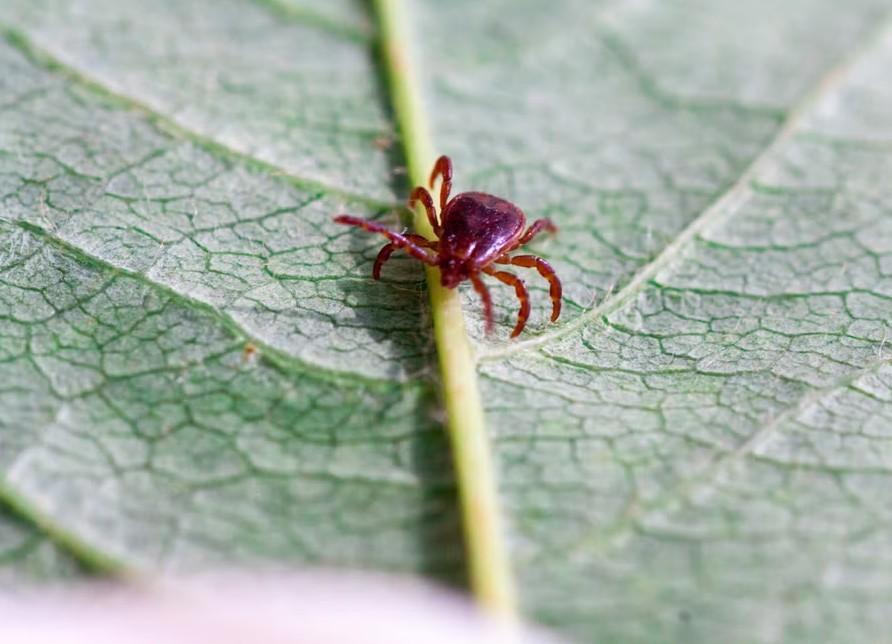 What is alphagal syndrome, the meat allergy that affected 4.5 lakh