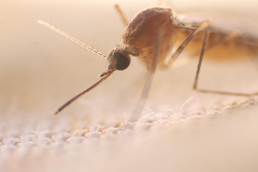 Bangladesh grapples with record deadly outbreak of dengue fever