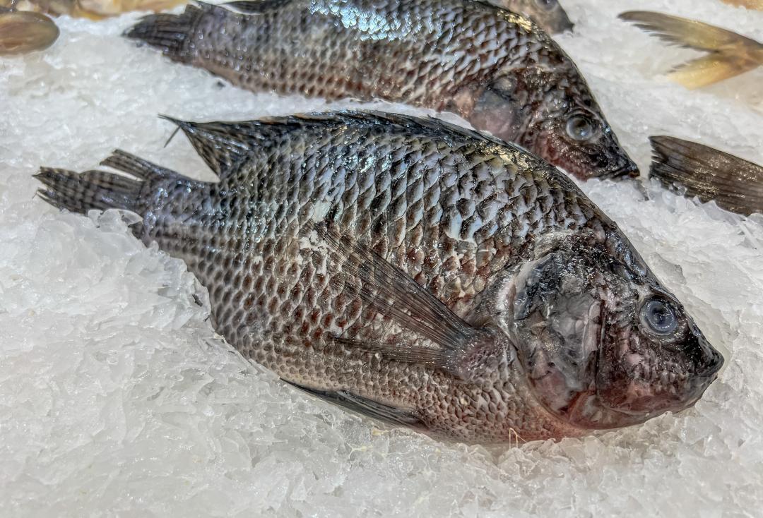 Tilapia Scare: Doctors Amputate All Four Limbs Of US Woman In Bid