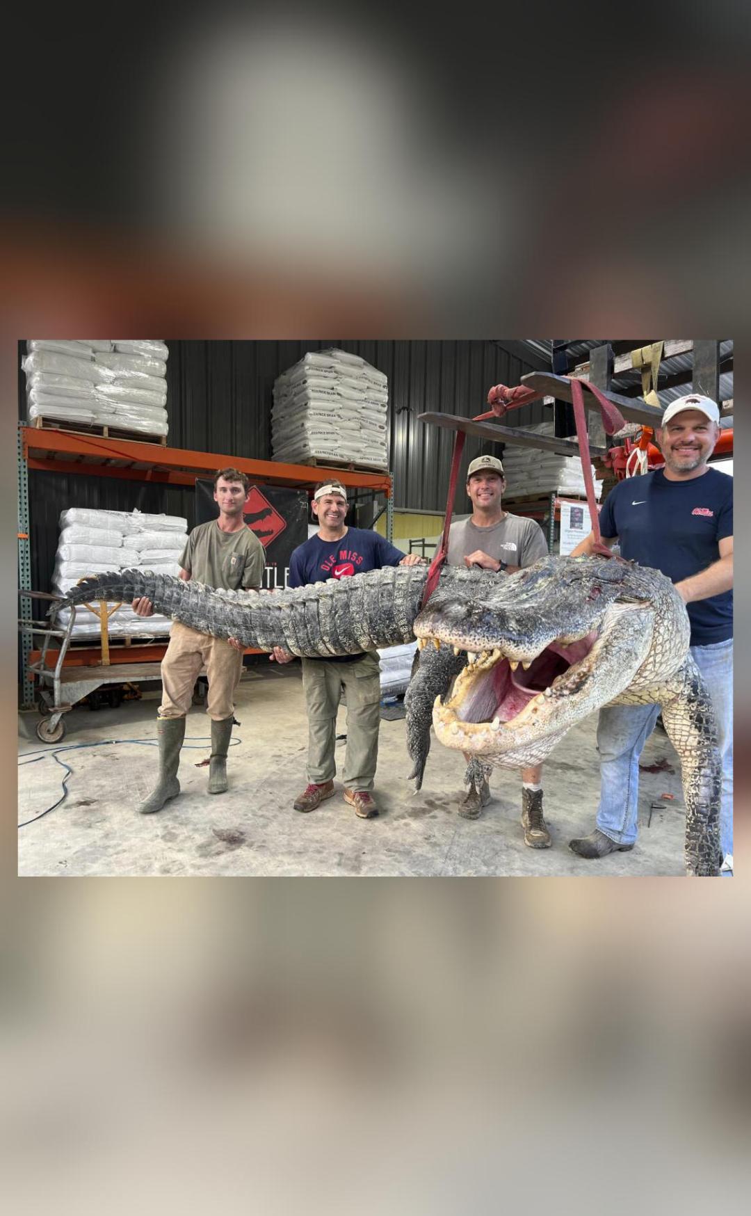 Huge 14-ft-long alligator that weighed 364kg caught in US; pic goes viral - Vimarsana News