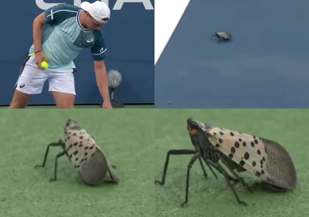 Bug flies on court, causes disturbance during match in US Open
