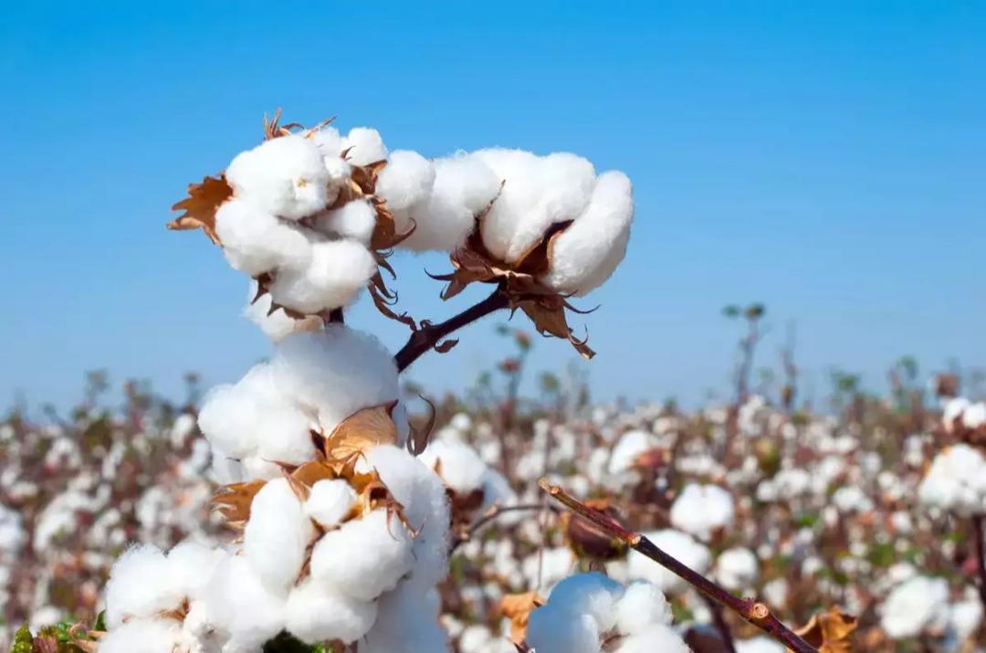 Cotton pilot scheme a hit, govt to extend it by a year