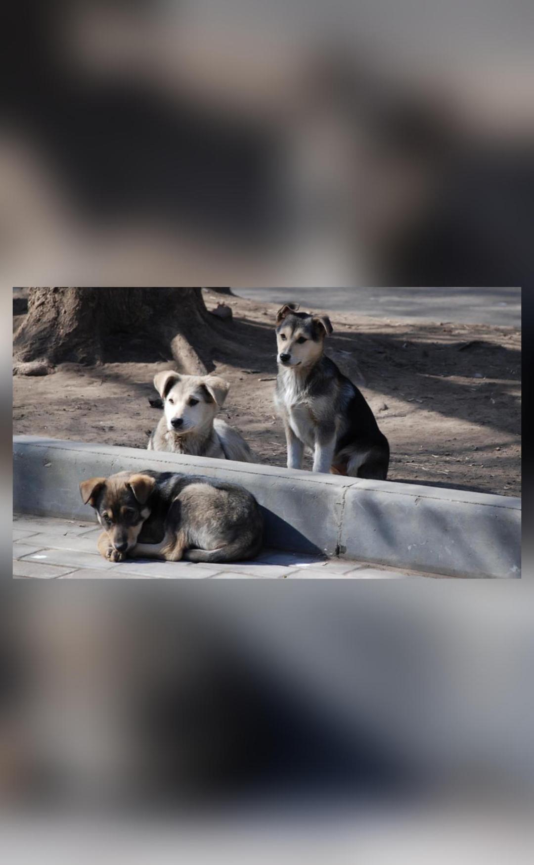Two-year-old boy mauled to death by pack of stray dogs in Barwani ...