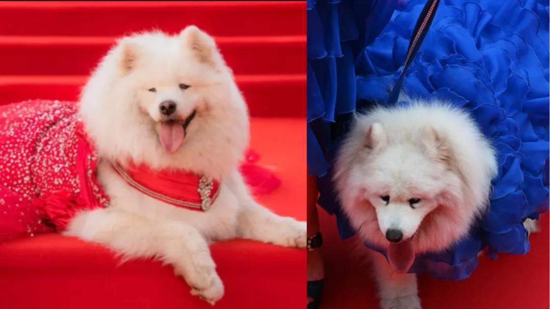 This rescue dog just stole the spotlight at Cannes; know her story