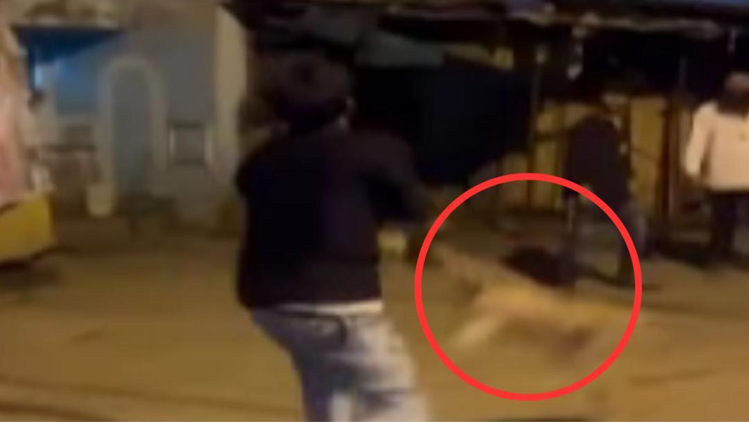 Man caught swinging dog by its legs; activists demand action