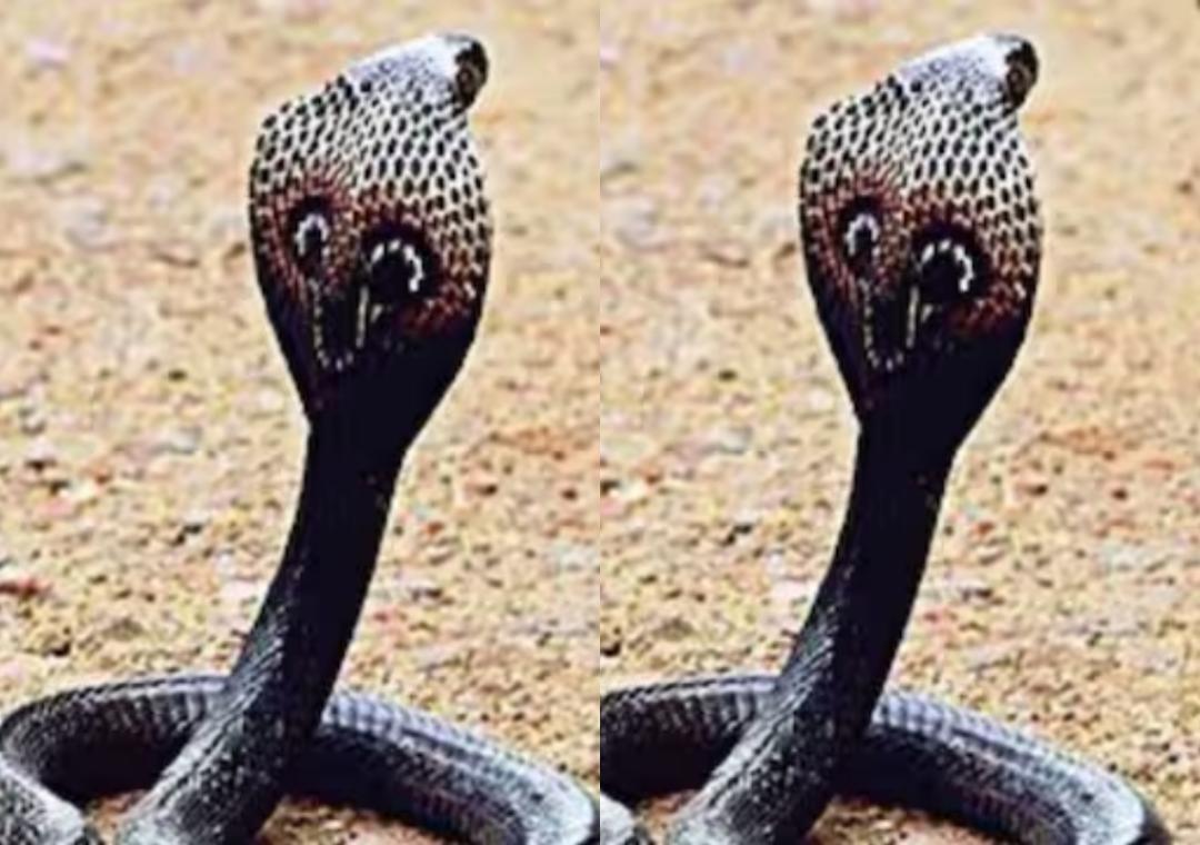 Why do cobras wind up before they strike?