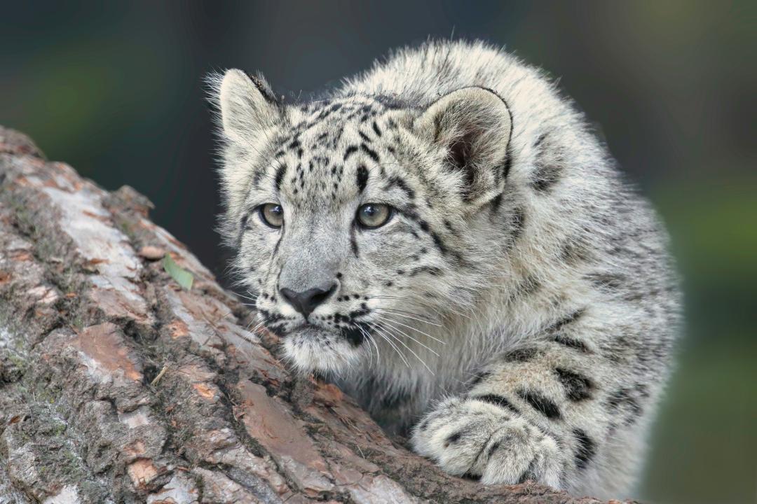 Understanding snow leopard conservation efforts