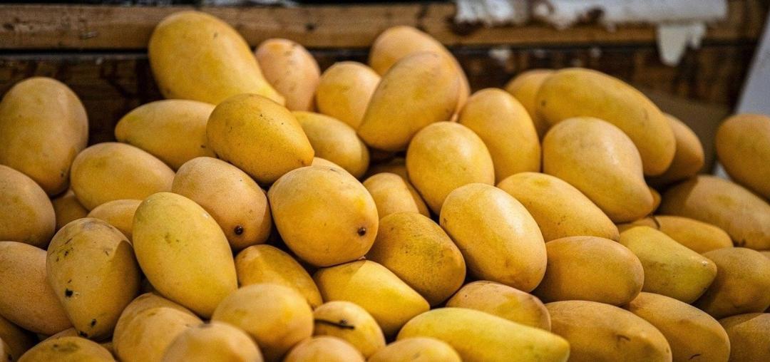 US Rejects Indian Mango Shipments Due to Documentation Lapses