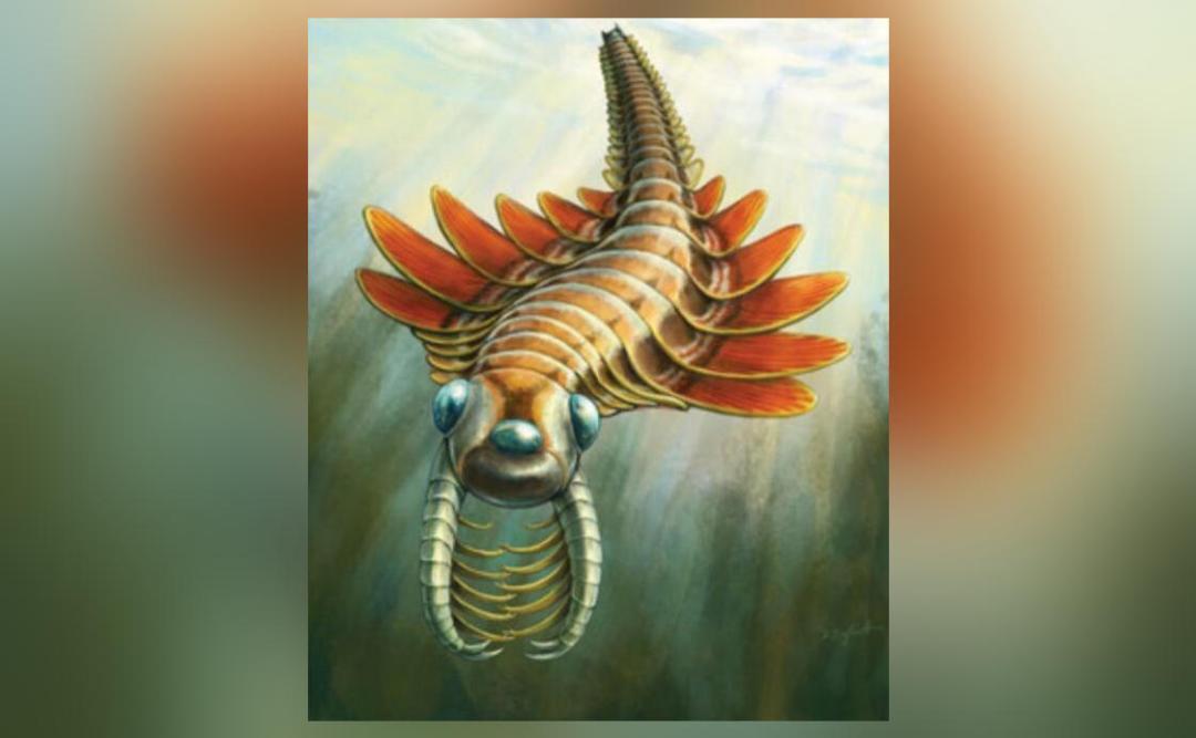 3-eyed sea predator that lived 506 million years ago unearthed