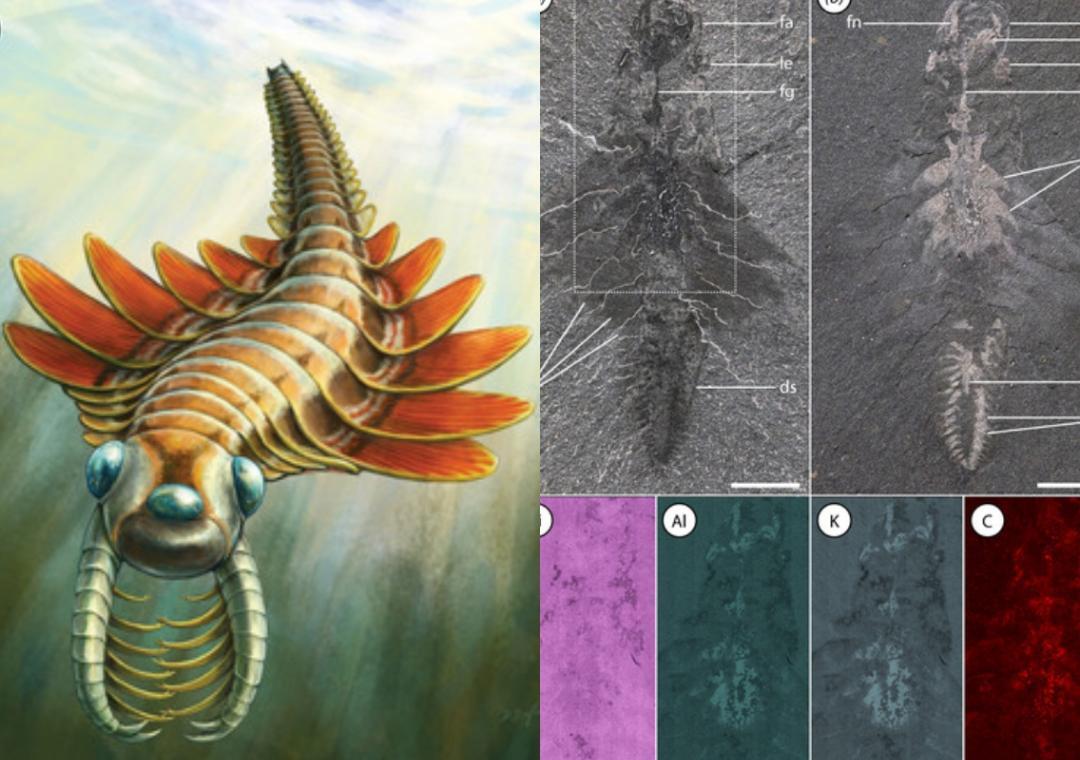 'Sea moth', who lived 506 mn yrs ago, used its butt to breathe