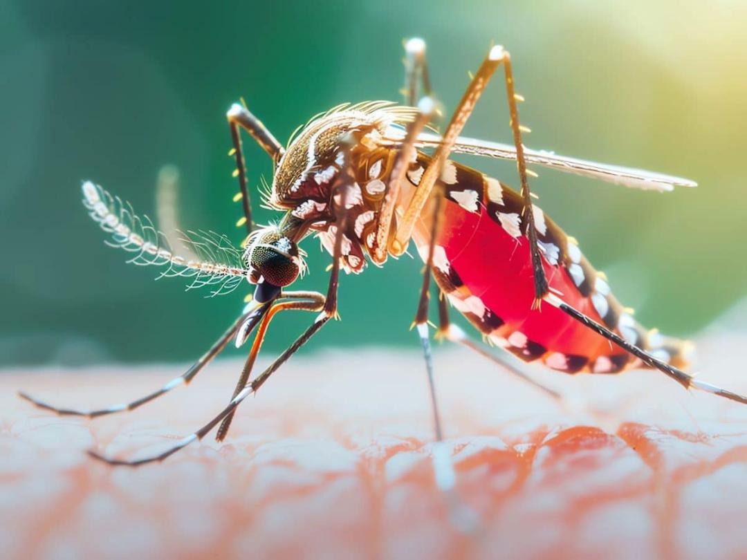 Dengue crisis brewing in India: Are we prepared for what’s coming?