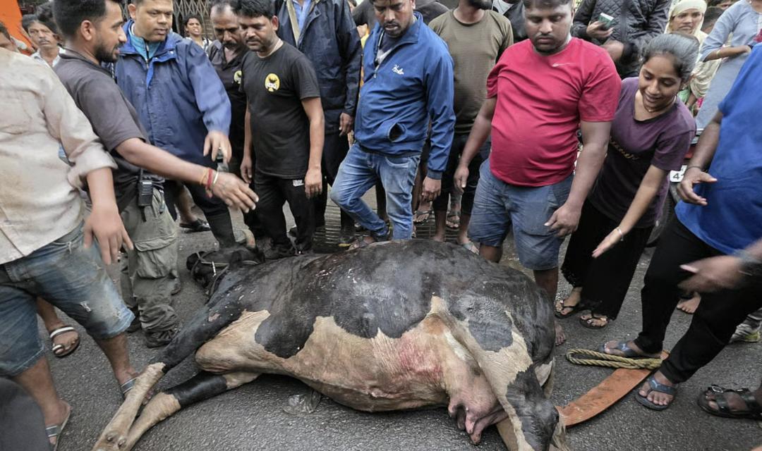 Pregnant cow freed by firefighters after 10-hour effort in Pune | Feel ...