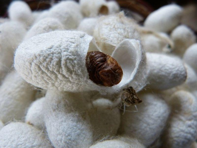 What's 'Ahimsa Silk' that PM Modi mentioned in Mann ki Baat?