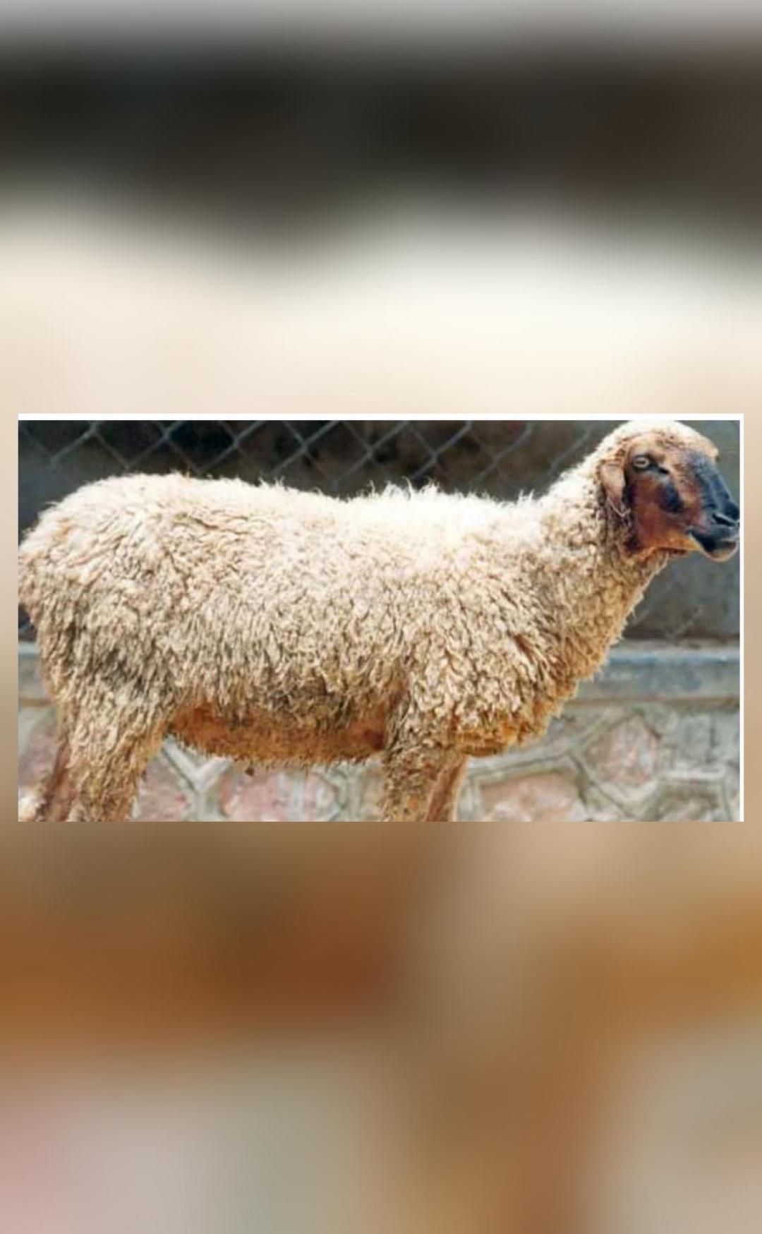 This Rajasthan Sheep breed is known for premier carpet wool