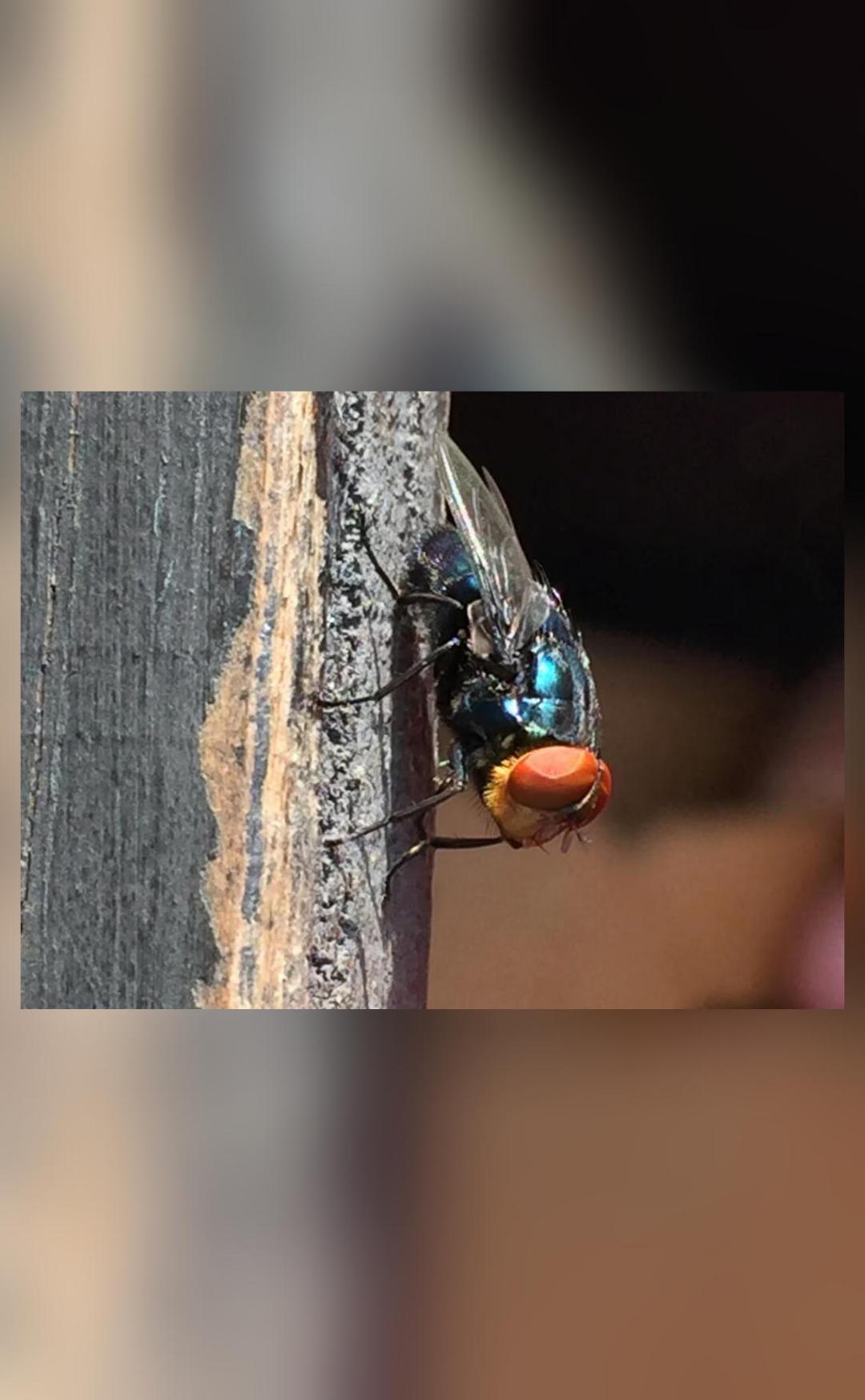 Why is US planning to breed screwworm flies & dump them from planes over Mexico?