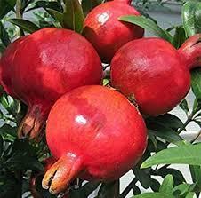 Strawberry, Pomegranate production soars as cereal output slips