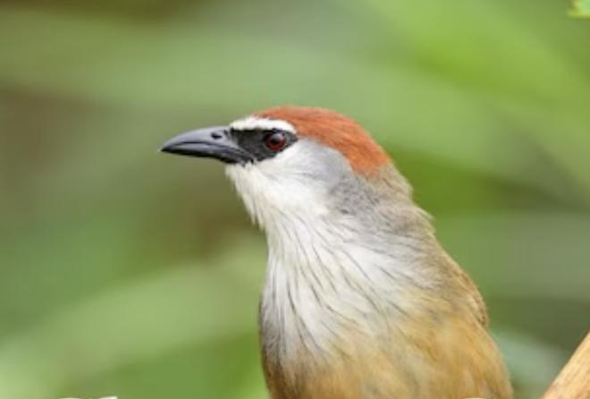 Chestnut-capped babbler spotted in Bengal's Howrah after 150 years