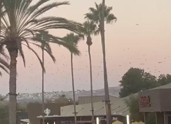 Tsunami alert newport beach