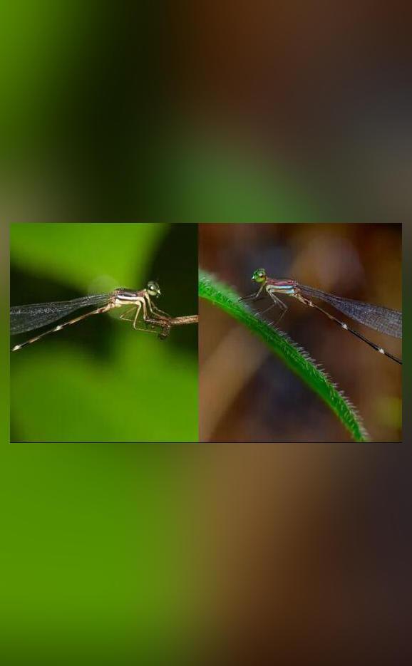 2 new damselfly species found in Western Ghats of Maha, Kerala
