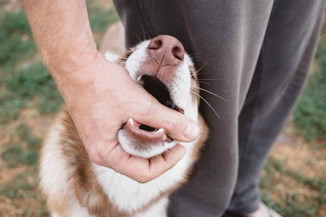 Vaccination, wound care key to rabies prevention: Experts