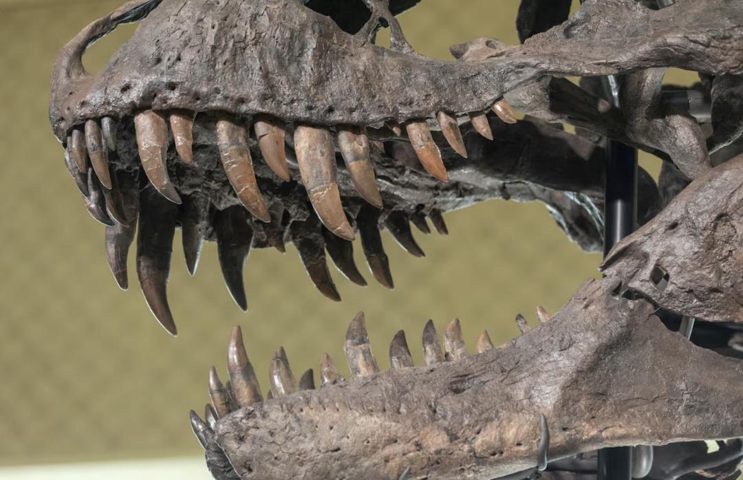 Study shows how T. rex and other dinosaurs fed on prey