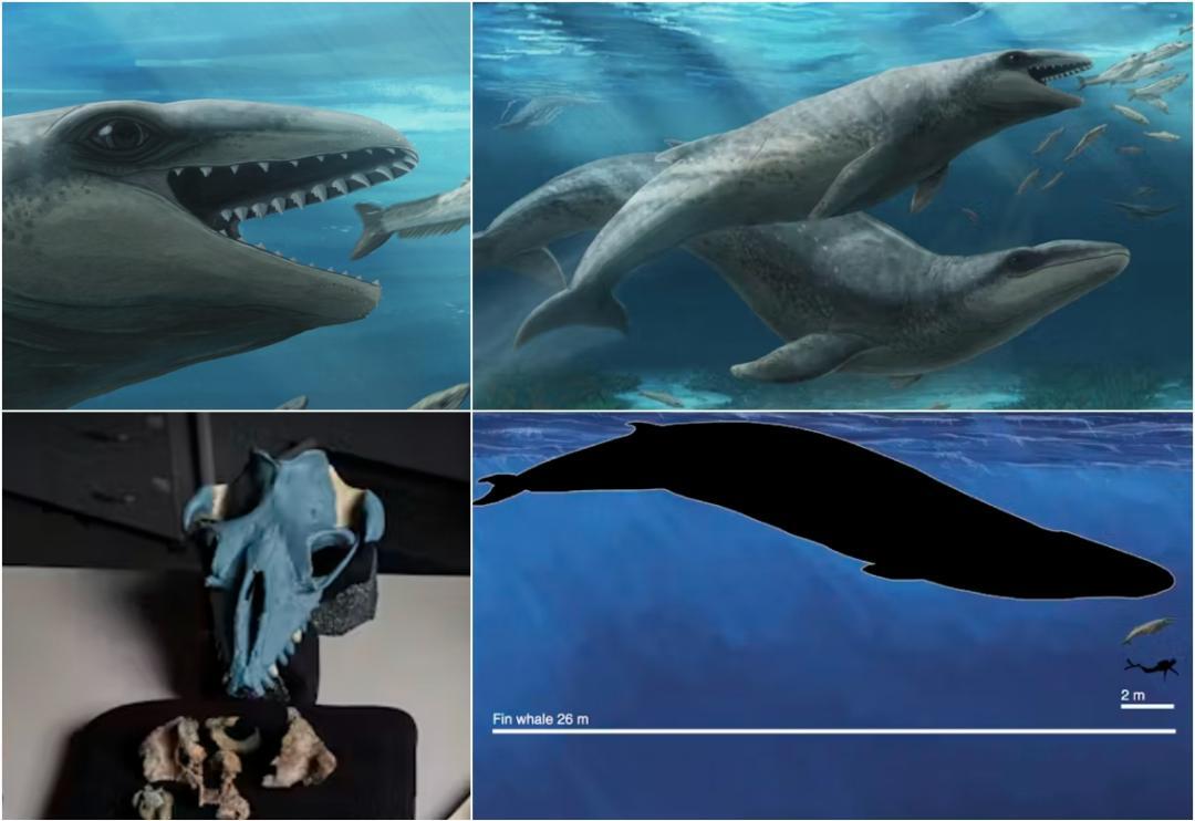 Weird mashup of whale, seal, Pokémon: Scientist on 25 million-yr-old whale fossil