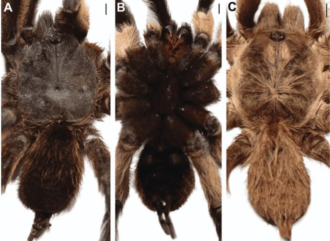 Tarantulas Microscope img_1754472997689_227.jpg?