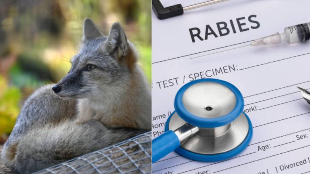 CDC PAUSES TESTING FOR RABIES AND OTHER SERIOUS INFECTIOUS DISEASES visual data 6