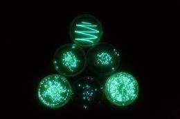 Bacteria that glows in dark created to help detect microplastics