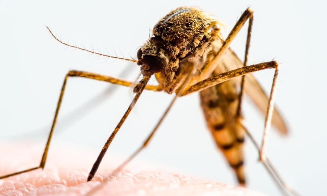 Bangladesh dengue deaths in 2025 rise to 125 with 3 new cases