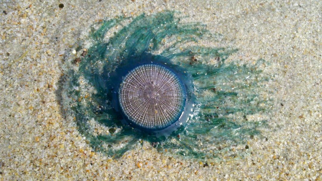 The Blue Button alert: Coastal clues for a changing planet