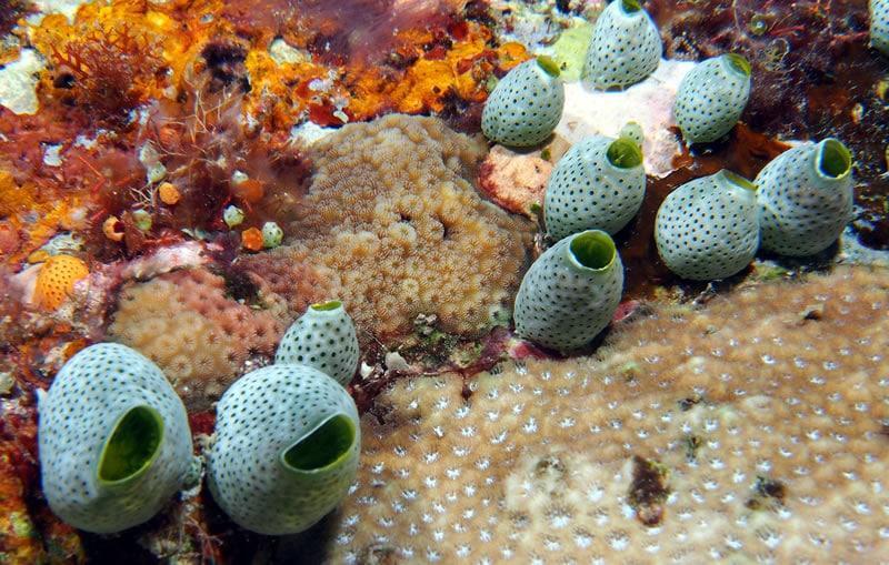 Sea squirts could help reverse ageing: Study