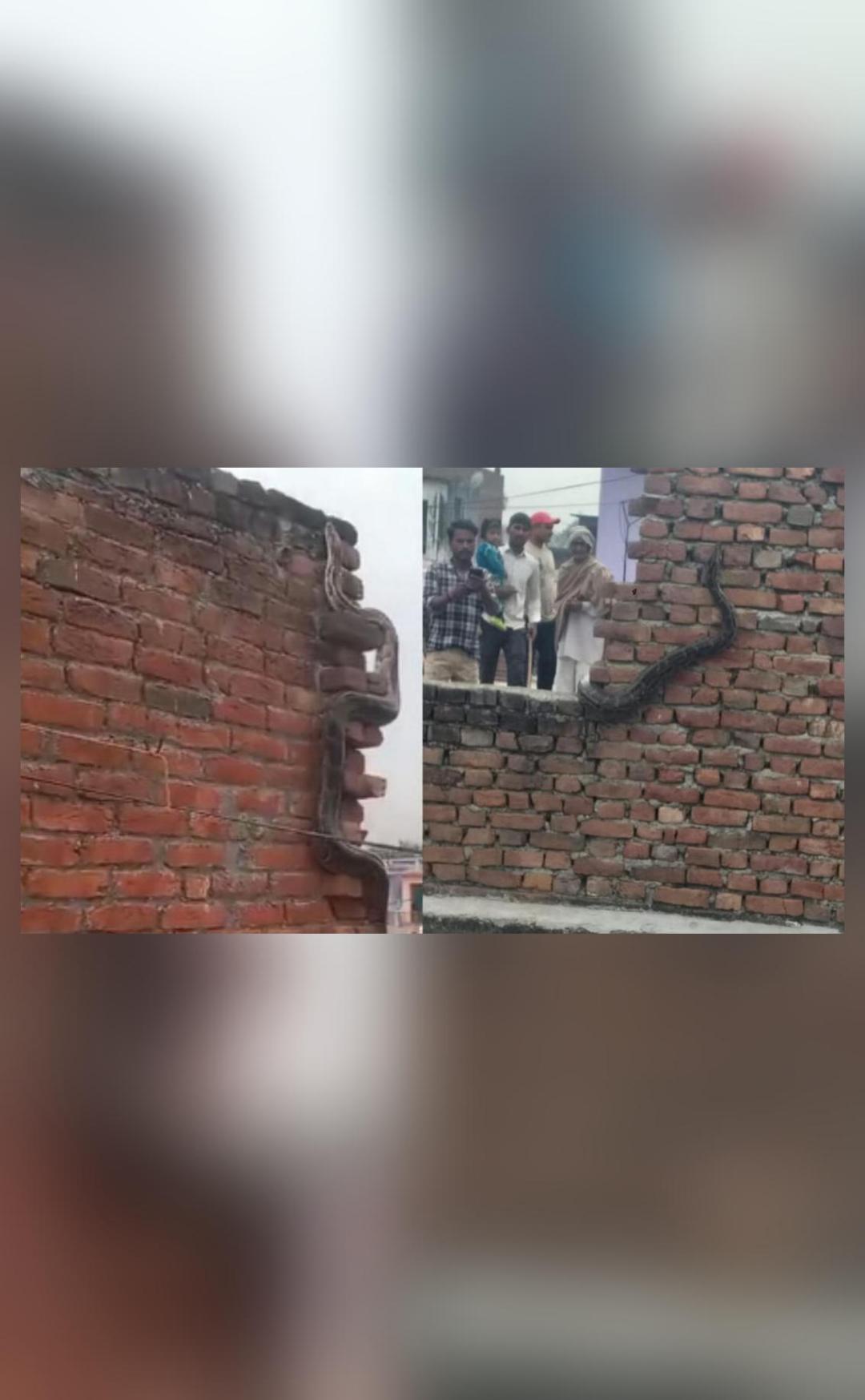 15-ft-long python sparks panic in UP, pics show it slithering on rooftop 