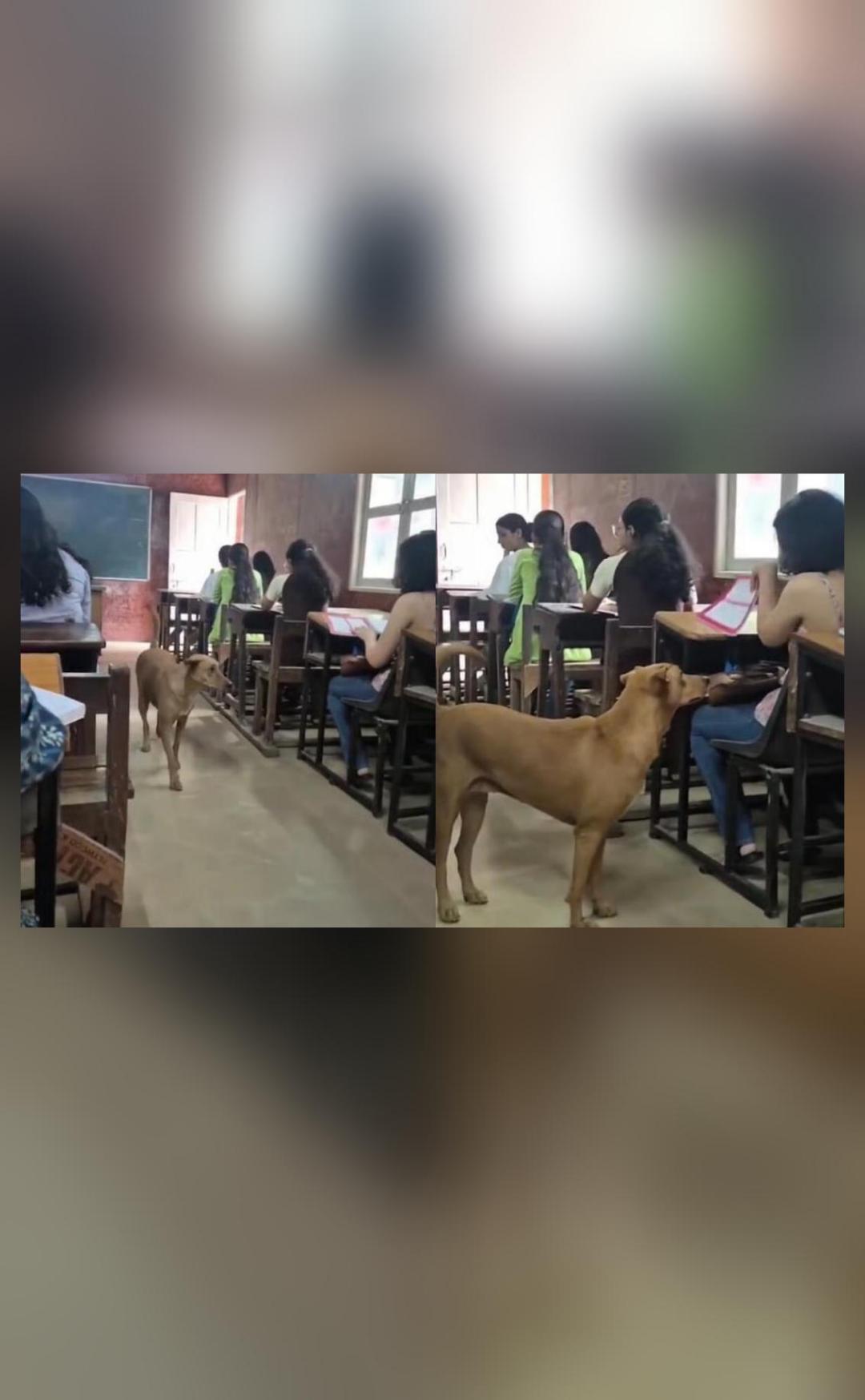Stray dog seen strolling inside packed Delhi University classroom, scaring students