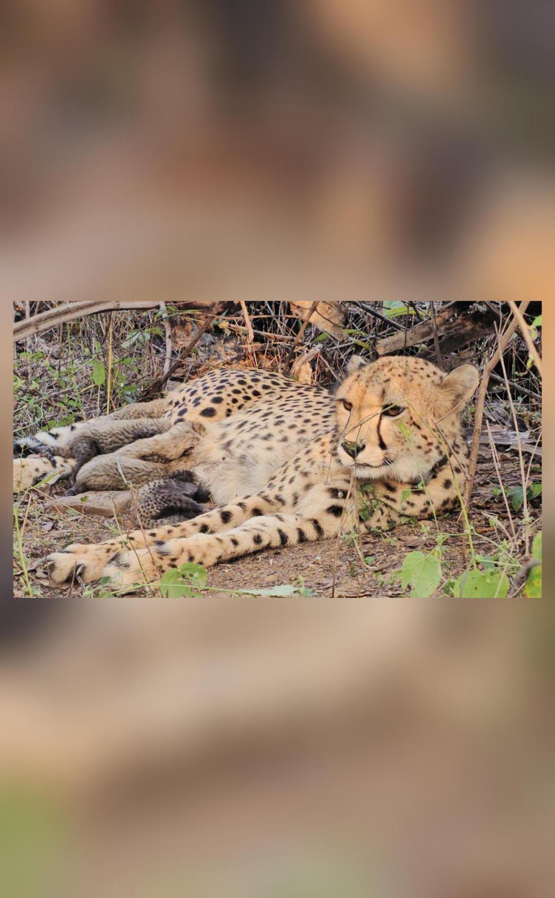 Stunning Nensi Patel’s Rise To Becoming The First Indian-born White Fern View Art