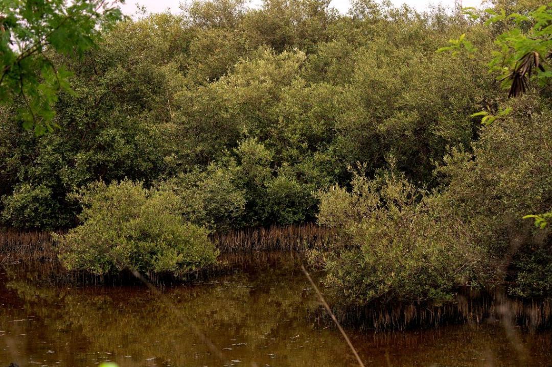 Mumbai's mangroves are drowning in plastic