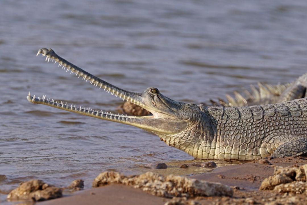 Why is saving India’s gharial in a changing climate important?