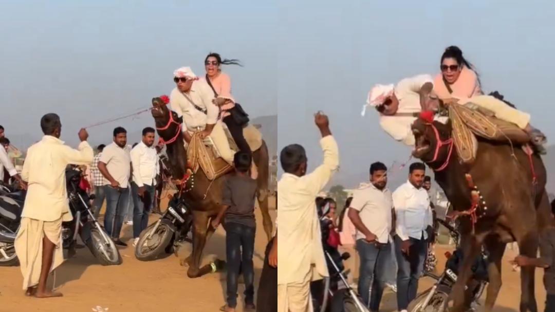 Couple falls off 'distressed' camel in Rajasthan's Pushkar Mela