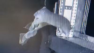 Rare footage shows rats hunting flying bats, raises fears of new disease outbreaks