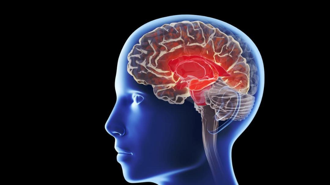 Hidden brain source found that may hold key to curing dementia