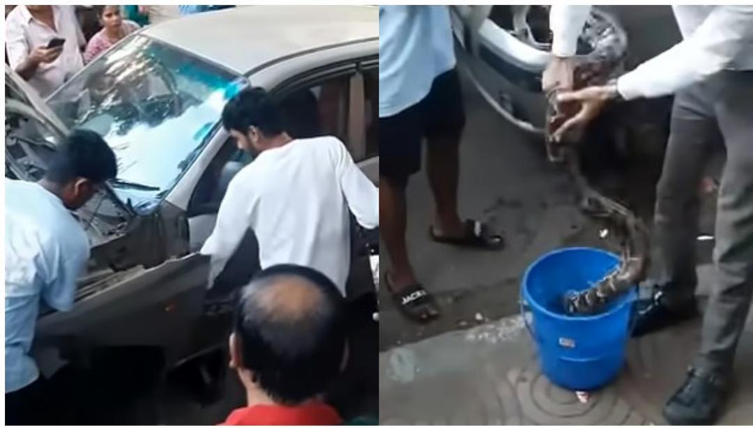 Giant python found inside car bonnet in Mumbai's Dadar