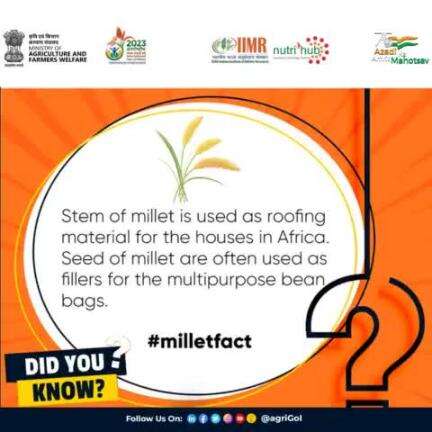 Stem of millet is used as roofing material for the houses in Africa. Seed of millet are often used as fillers for the multipurpose bean bags.
#Agriculture #horticulture #Globalagriculture #sustainableagriculture #milletfact