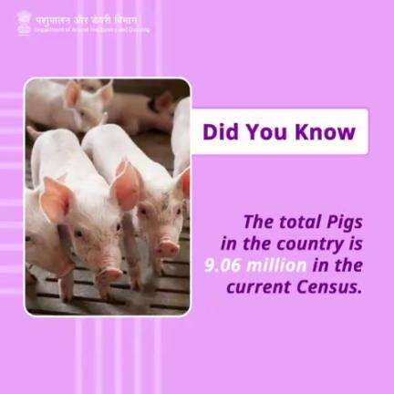 Did you know? 
The total pig population in the country stands at 9.06 million in the current Census.  #PigPopulation #livestockcensus