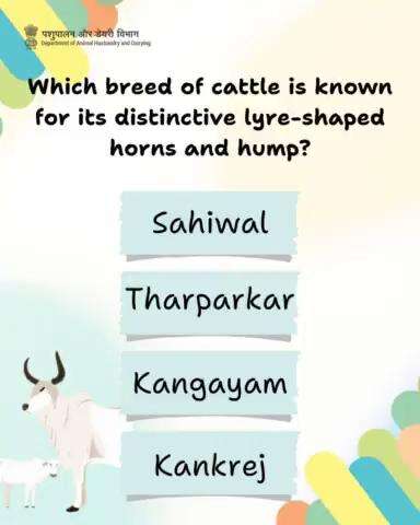 Which breed of cattle is known for its distinctive lyre-shaped horn and hump?
#cattle #livestock #indigenousbreed #quiz

✅ Comment your answer below.