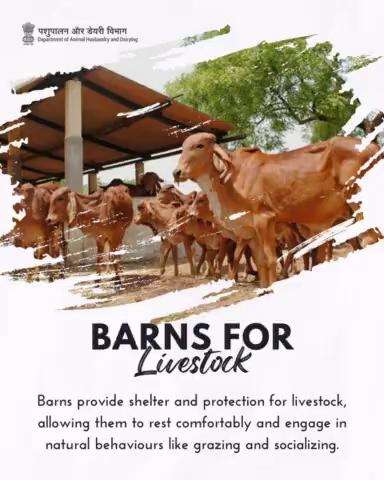 Where Comfort Meets Contentment: Barns, the Heart of Livestock Wellness and Harmony. #BarnsAndBliss #AnimalWelfare #livestockwellness