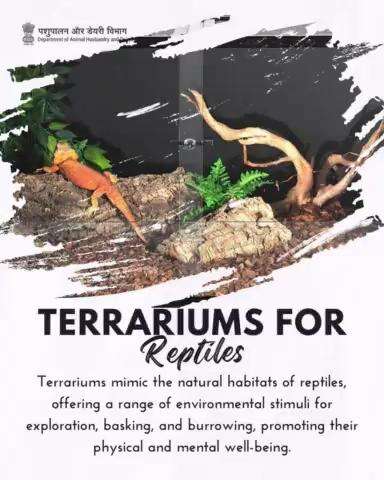 Creating A World Within: Terrariums for Reptiles, Nurturing Natural Habitat and Well-Being. #animalwelfare #naturalhabitat