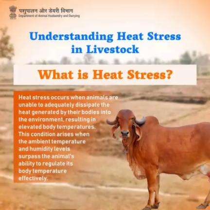 Understanding Heat Stress: When Animals Struggle to Beat the Heat
#livestockHealth #AnimalWealth #AnimalHusbandry #BeatTheHeat #Heatstress