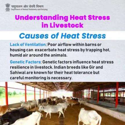 Beyond the Thermometer: Unveiling Additional Factors Fueling Heat Stress in Livestock.
#livestockHealth #AnimalWealth #AnimalHusbandry #BeatTheHeat #heatstress