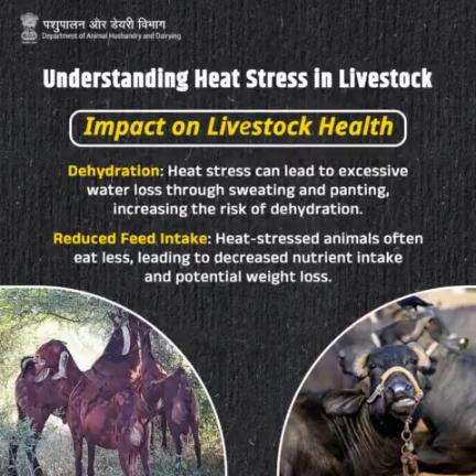 Scorching Consequences: Exploring the Health Ramifications of Heat Stress on Livestock.
#HeatStressAwareness #LivestockHealth #AnimalWellness #beattheheat