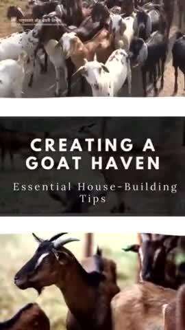 Crafting a Goat Sanctuary: Keep it dry, sturdy, and comfy with these essential house-building tips. #LivestockCare #BuildingTips